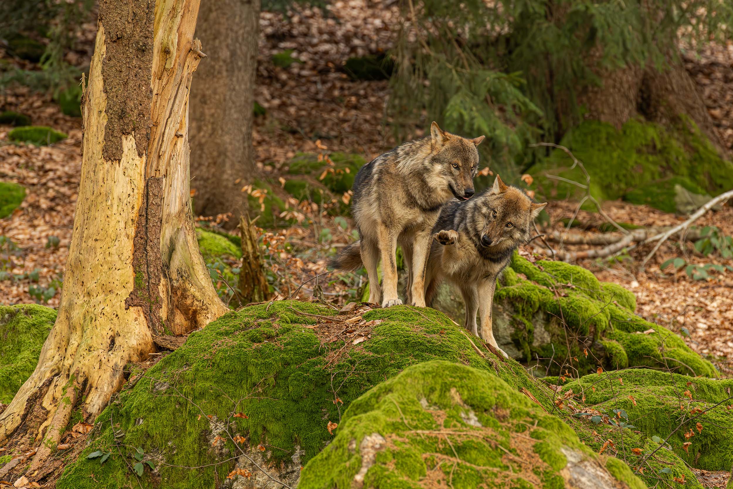 foto wolven - Janlambertphotography.com